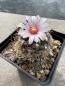 Preview: Turbinicarpus lophophoroides